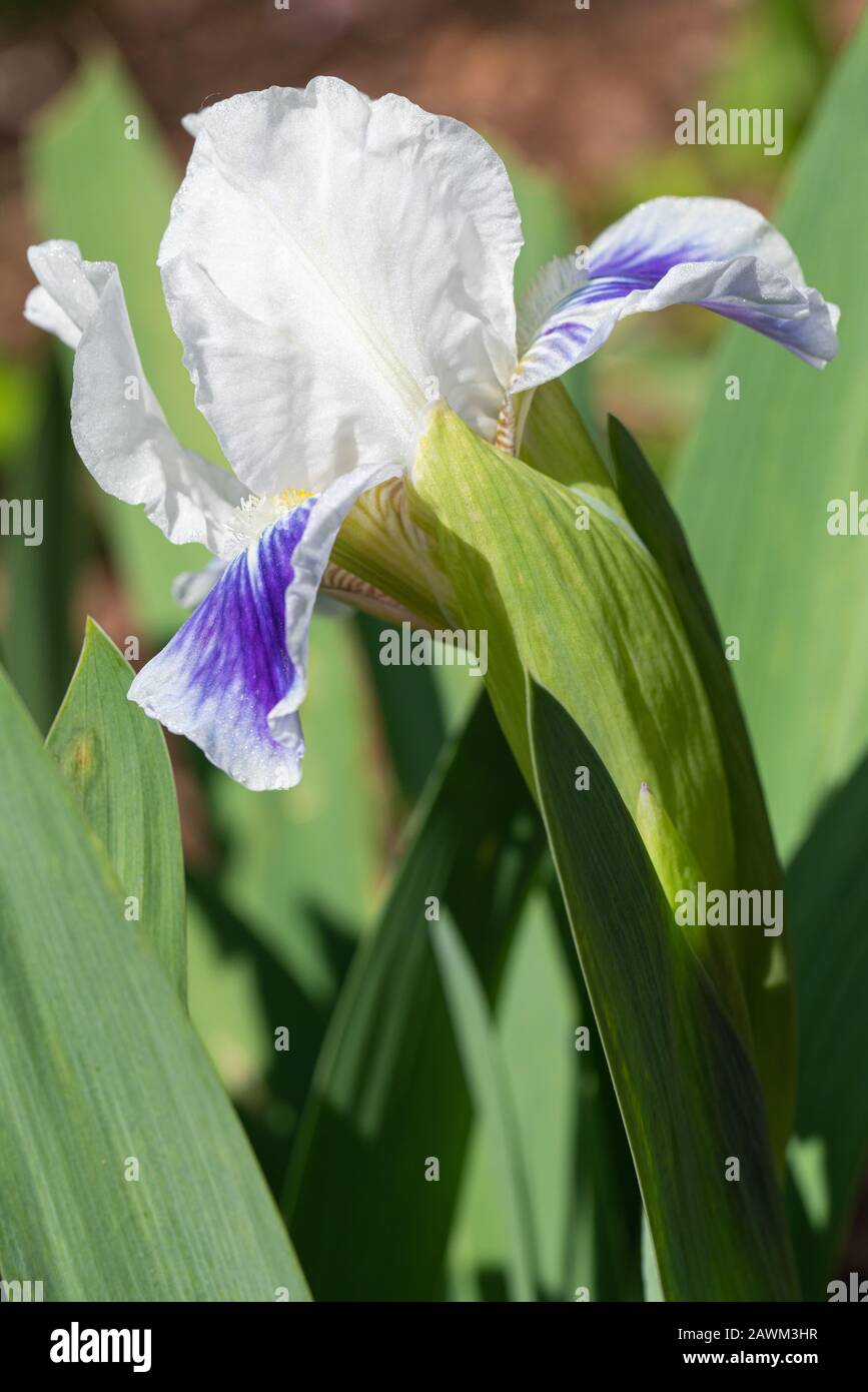 Iris allemand (Iris barbata-nana), gros plan de la tête de fleur Banque D'Images