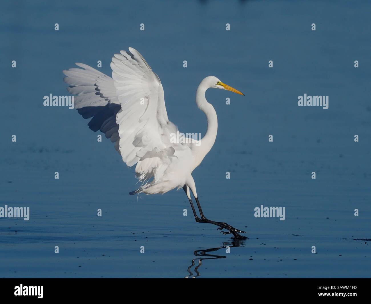 Aigretta alba, oiseau unique en vol, Baja California, Mexique, janvier 2020 Banque D'Images