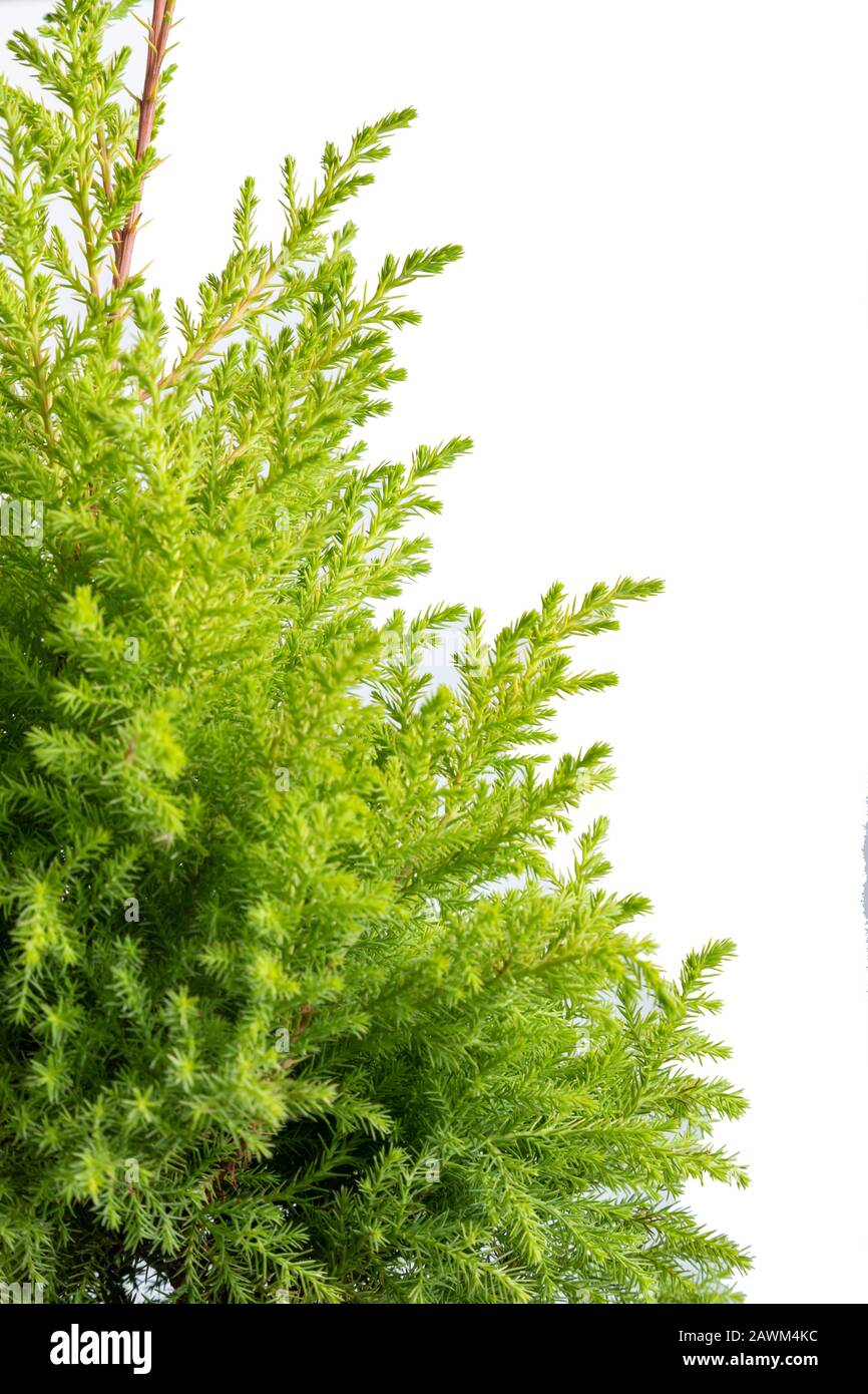 Gros plan de la cyprès de citron avec des gouttes d'eau branche isolée sur un fond blanc Banque D'Images