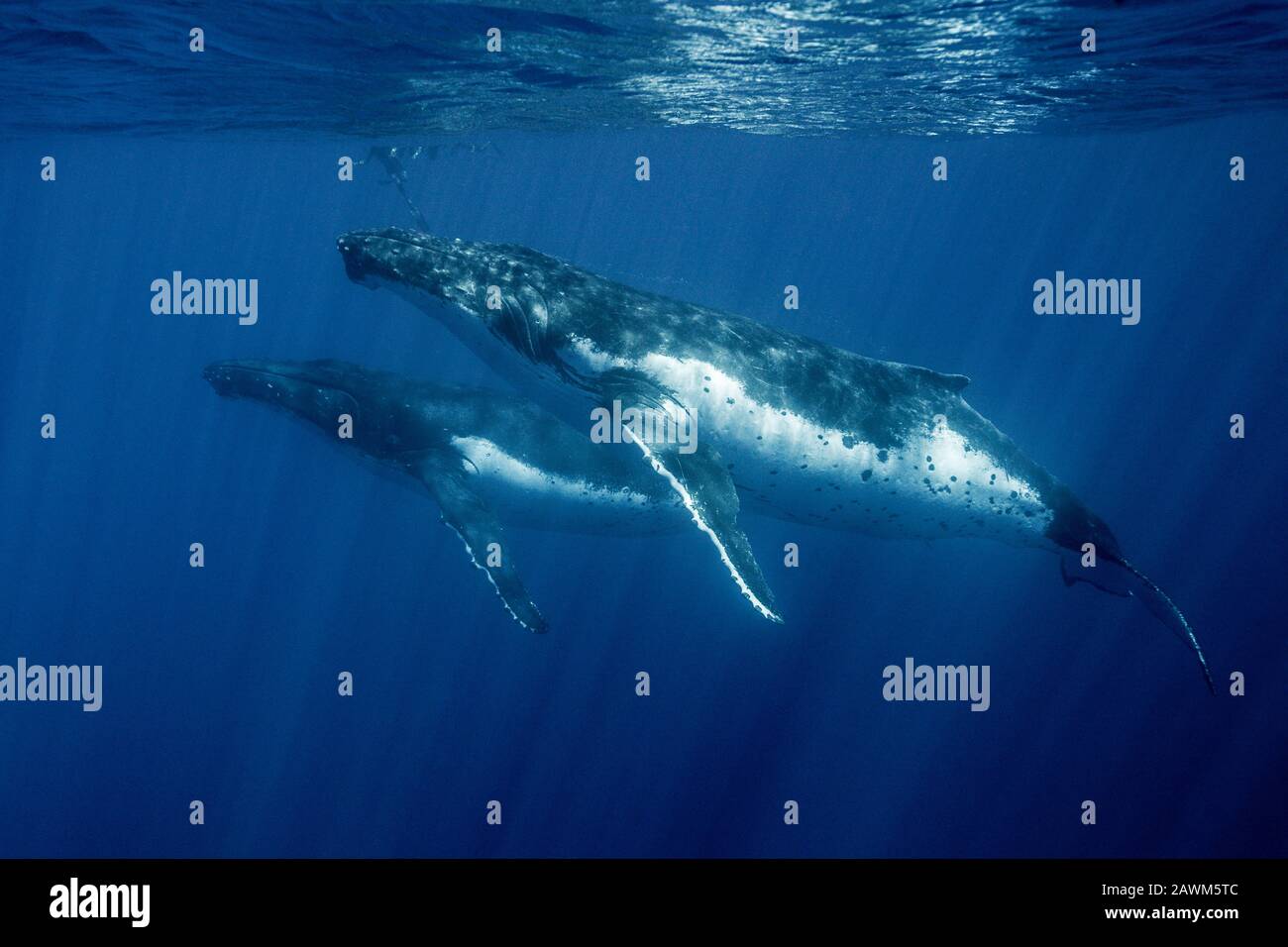 Humpback Whales, Megaptera Novaeangliae, Moorea, Polynésie Française Banque D'Images