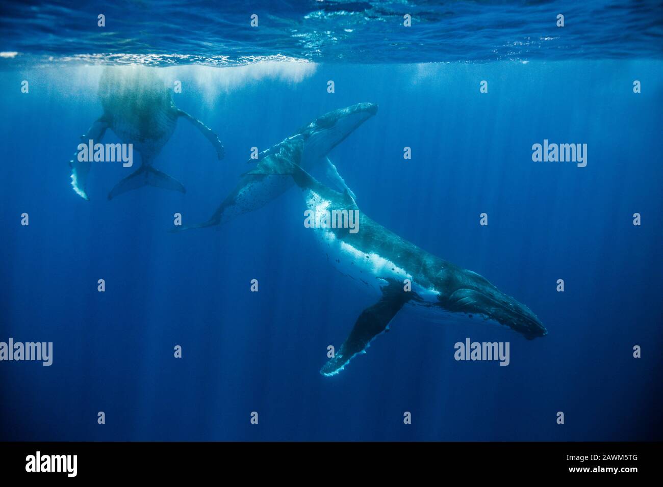 Humpback Whales, Megaptera Novaeangliae, Moorea, Polynésie Française Banque D'Images