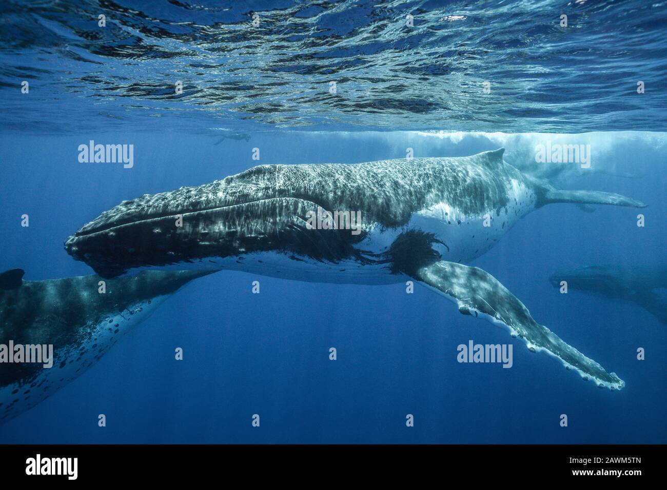 Humpback Whales, Megaptera Novaeangliae, Moorea, Polynésie Française Banque D'Images