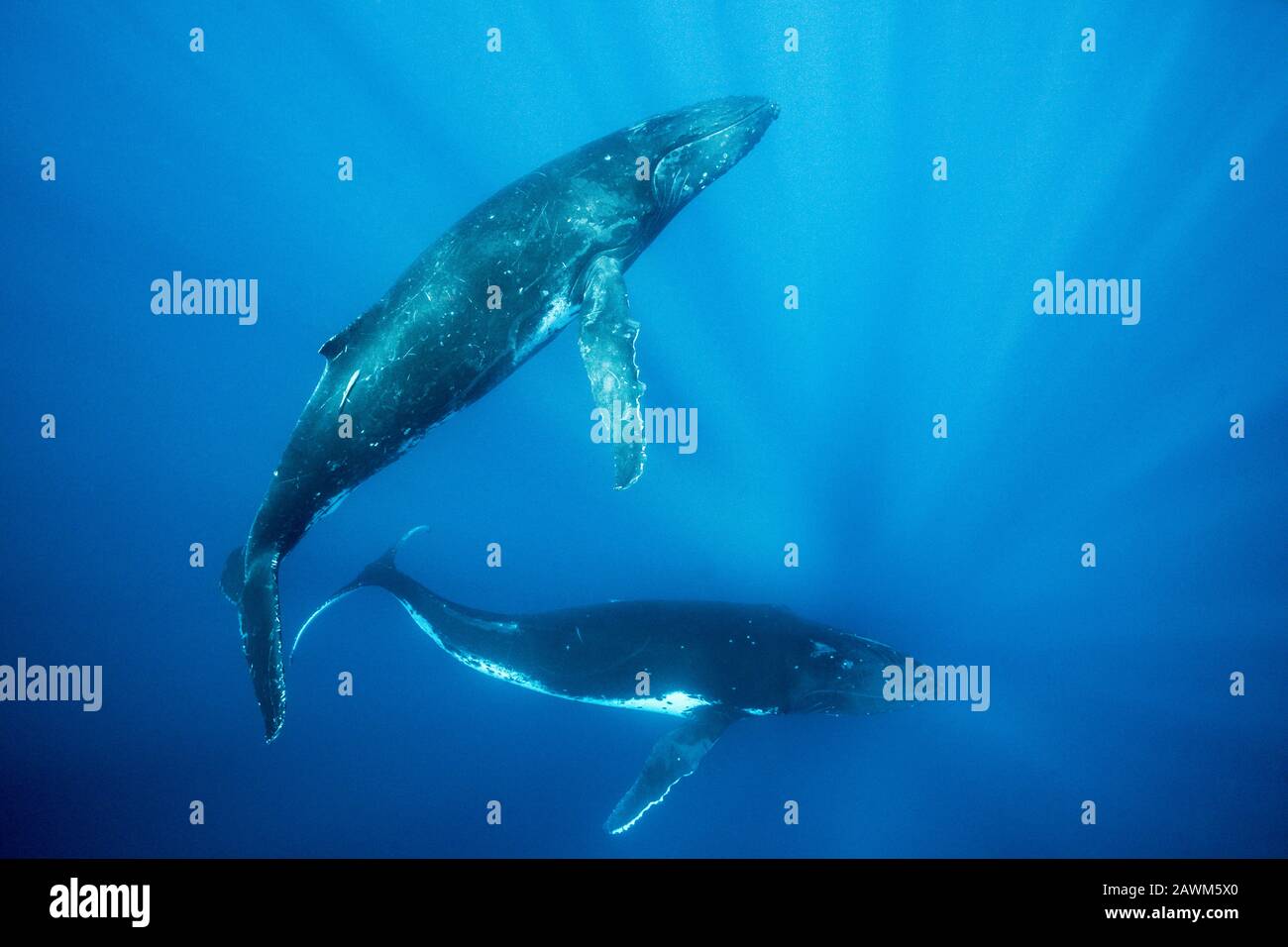 Humpback Whales, Megaptera Novaeangliae, Moorea, Polynésie Française Banque D'Images