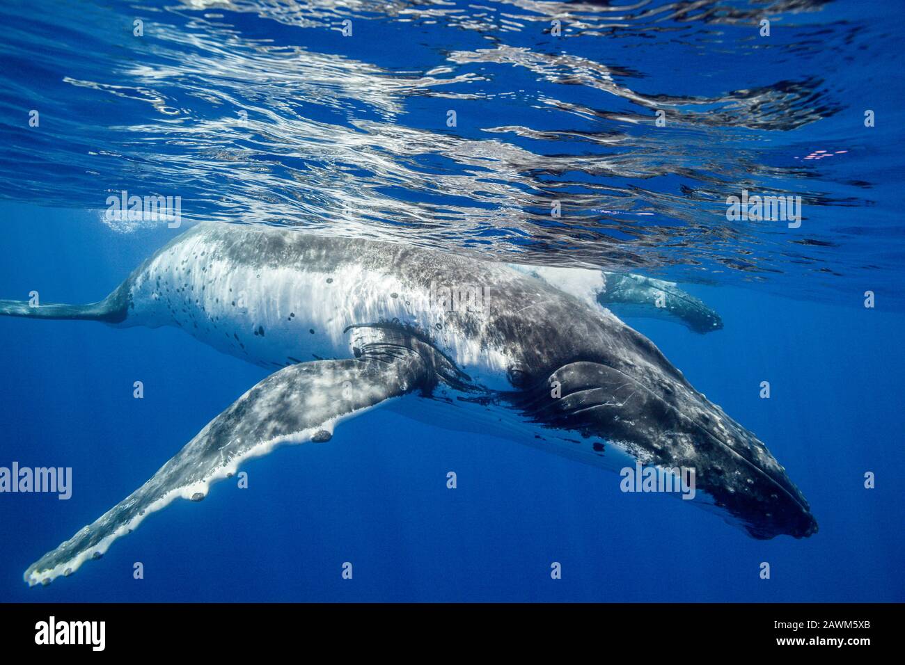 Humpback Whales, Megaptera Novaeangliae, Moorea, Polynésie Française Banque D'Images