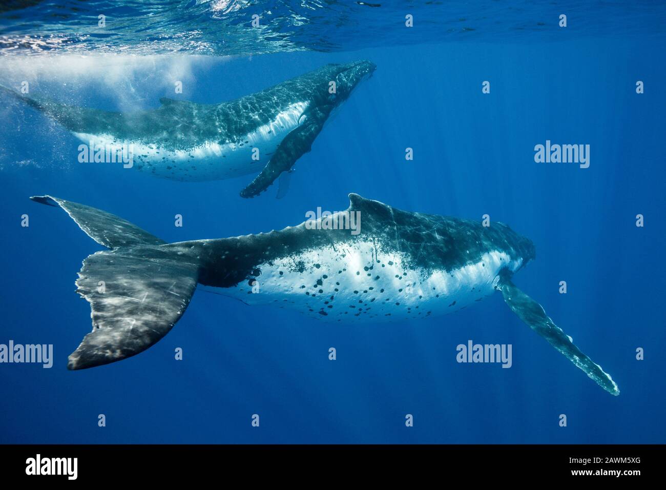 Humpback Whales, Megaptera Novaeangliae, Moorea, Polynésie Française Banque D'Images