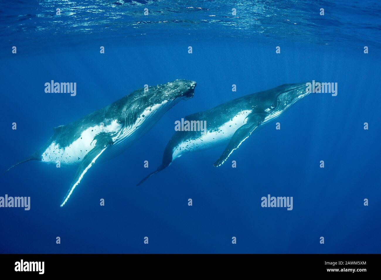 Humpback Whales, Megaptera Novaeangliae, Moorea, Polynésie Française Banque D'Images