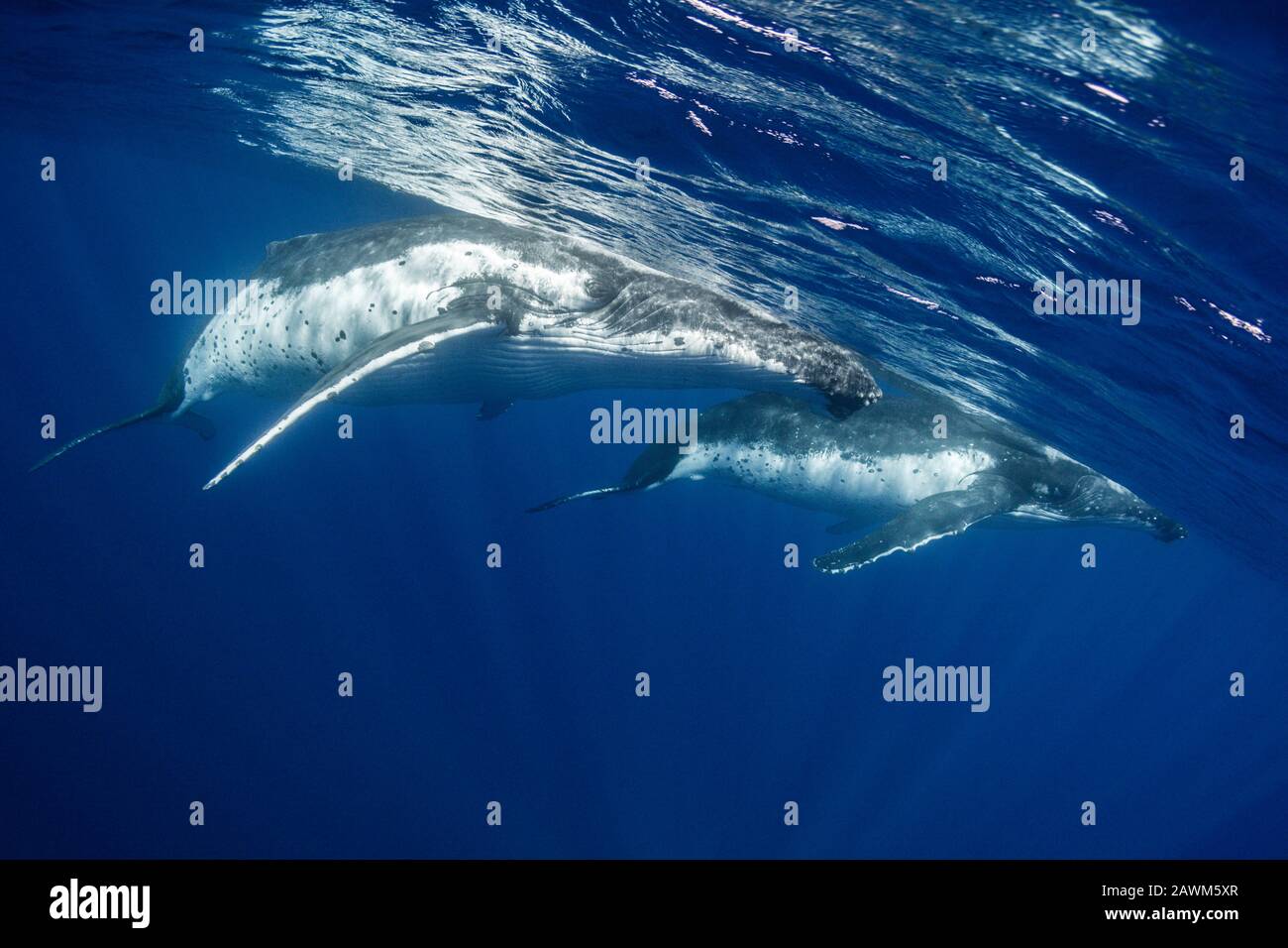 Humpback Whales, Megaptera Novaeangliae, Moorea, Polynésie Française Banque D'Images