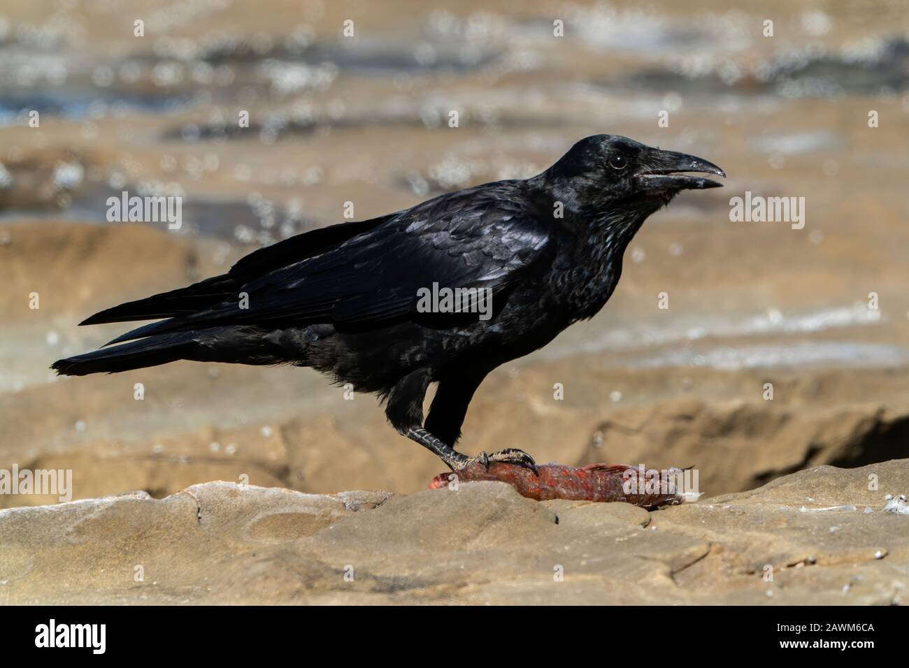 Australian Raven (Corvus coronoides), debout sur la plage, Cairns, Queensland, Australie 19 décembre 2019 Banque D'Images