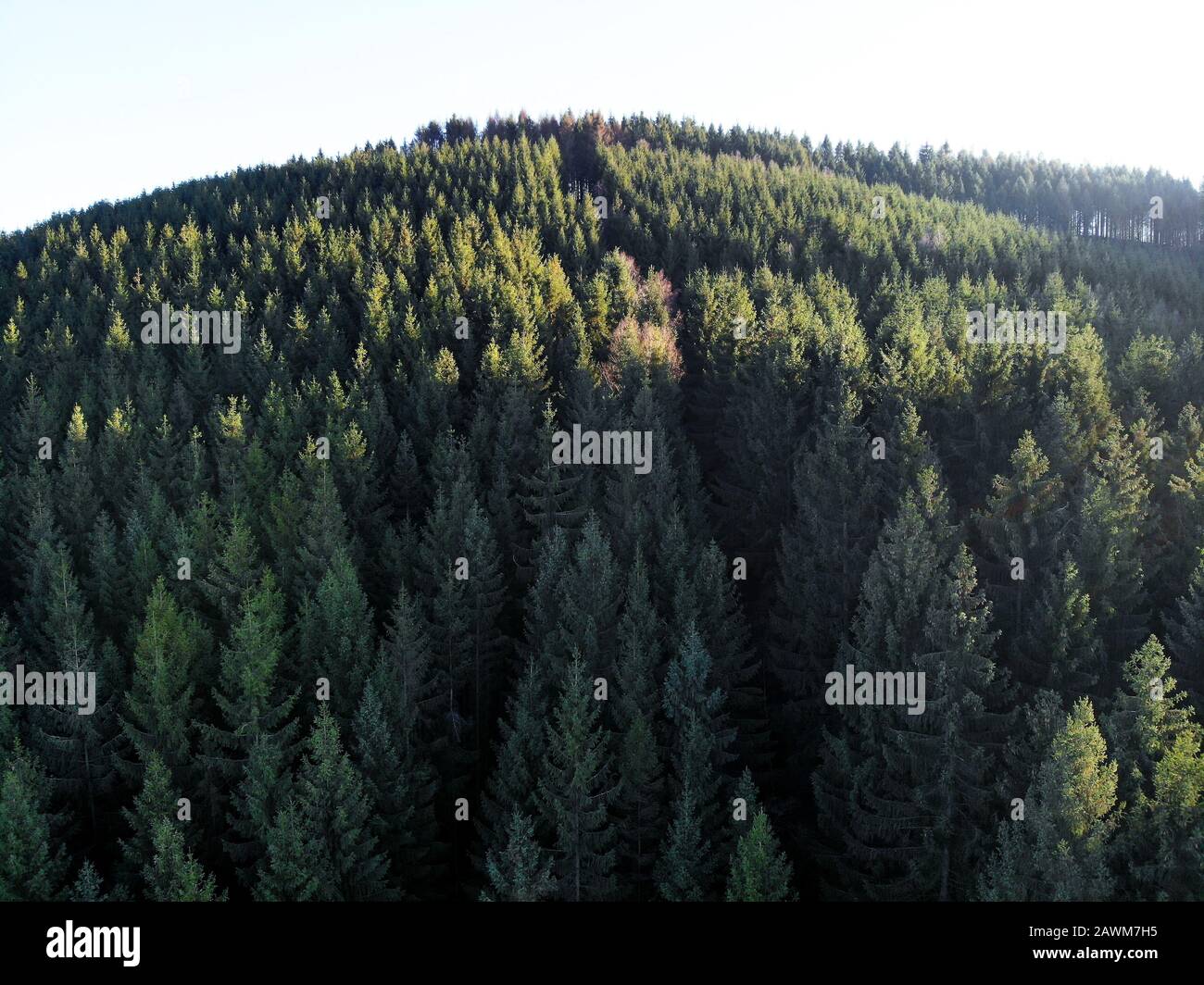 forêt d'aiguilles d'en haut Banque D'Images