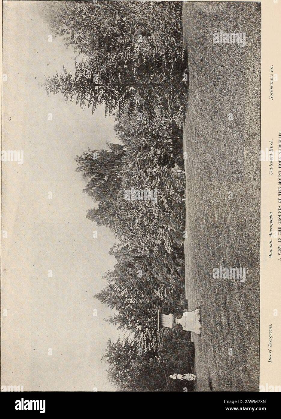 Catalogue général des arbres fruitiers et ornementaux, arbustes, roses, etc . t ,1 CATALOGUE GÉNÉRAL. 47 P^RT II.DÉPARTEMENT ORNEMENTAL. —-— DE BRÈVES SUGGESTIONS À L'USINE DE PLANTERSWHAT. Dans ce climat et dans des climats similaires, où de grandes températures extrêmes sont expérimentées, il est nécessaire de n'employer que les arbres et arbustes les plus rudes et les plus rudes. Impressionné par l'importance de ce fait, et afin que nos clients puissent être épargnés beaucoup de déception et de dépenses, nous avons omis de notre catalogue, dans la mesure du possible, eveiything qui est susceptible de souffrir de froid grave. Nous avons également pris de grandes douleurs à Banque D'Images