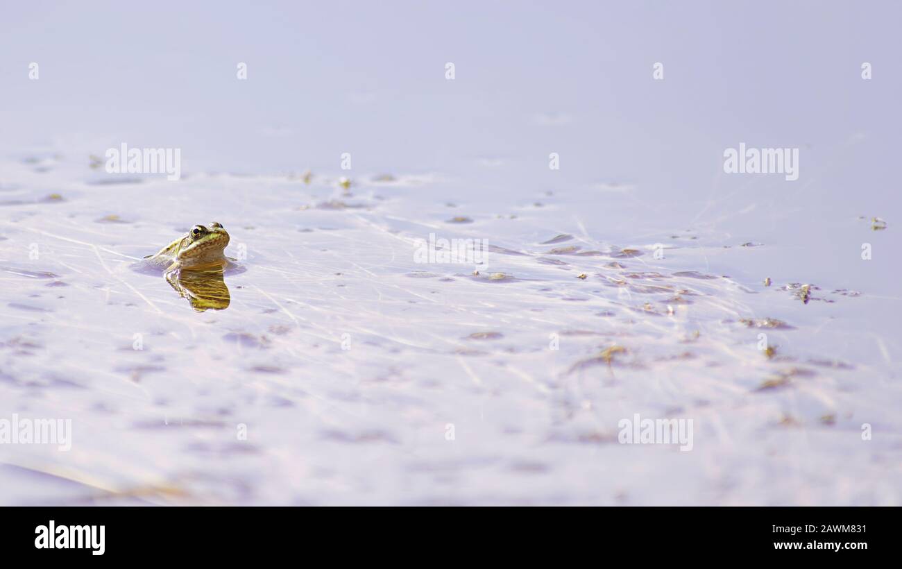 Une grenouille commune masculine solitaire flottant sur la surface de l'eau. Banque D'Images