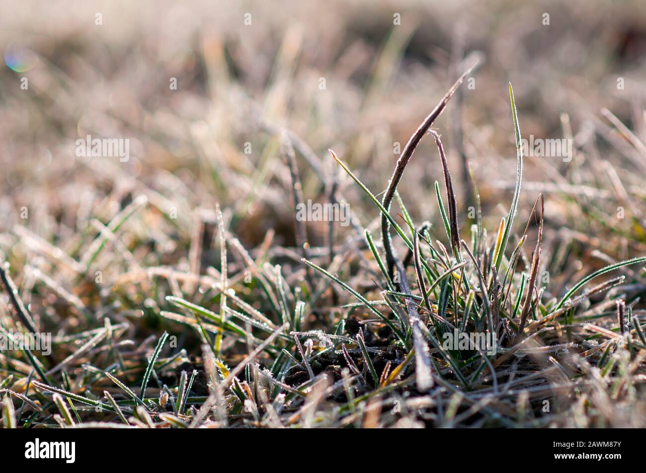 lame d'herbe recouverte de givre par une journée ensoleillée. Banque D'Images