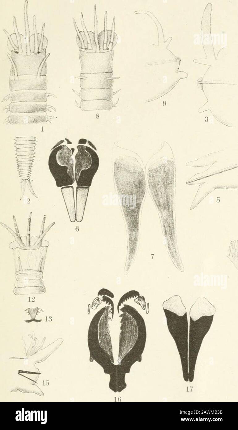 Papiers . 1857. Bande 1, Hft. 2, p. 1-164, pis. 16-37.Stair, J. B. 1847. Un compte rendu de Palolo, un ver de mer mangé dans les îles Navigator; avec une description de J. E. Gray. Actes de la Société zoologique de Londres, partie 15, p. 17, 18.Tbeadwell, a. L. 1906. Polychsetous Annelides îles hawaïennes recueillies par le défroisseur Albatros en 1902. Bulletin U. S. Fish Commission pour 1903, pt. In, p. 1145 à 1181. 1921a. Leodidse de la région de l'Ouest indien. Carnegie Inst. Washington N° 293, p. 1-129, pis. 1-9, fig. texte 1-467. 19216. Rapport sur les annélides de Puget Sound, Fidji et Samoa Banque D'Images