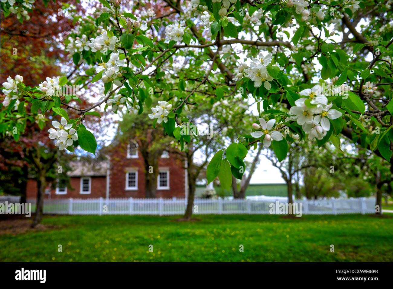 cerisier fleuri dans la pelouse avant de la maison avec des clôtures de piquetage blanches Banque D'Images