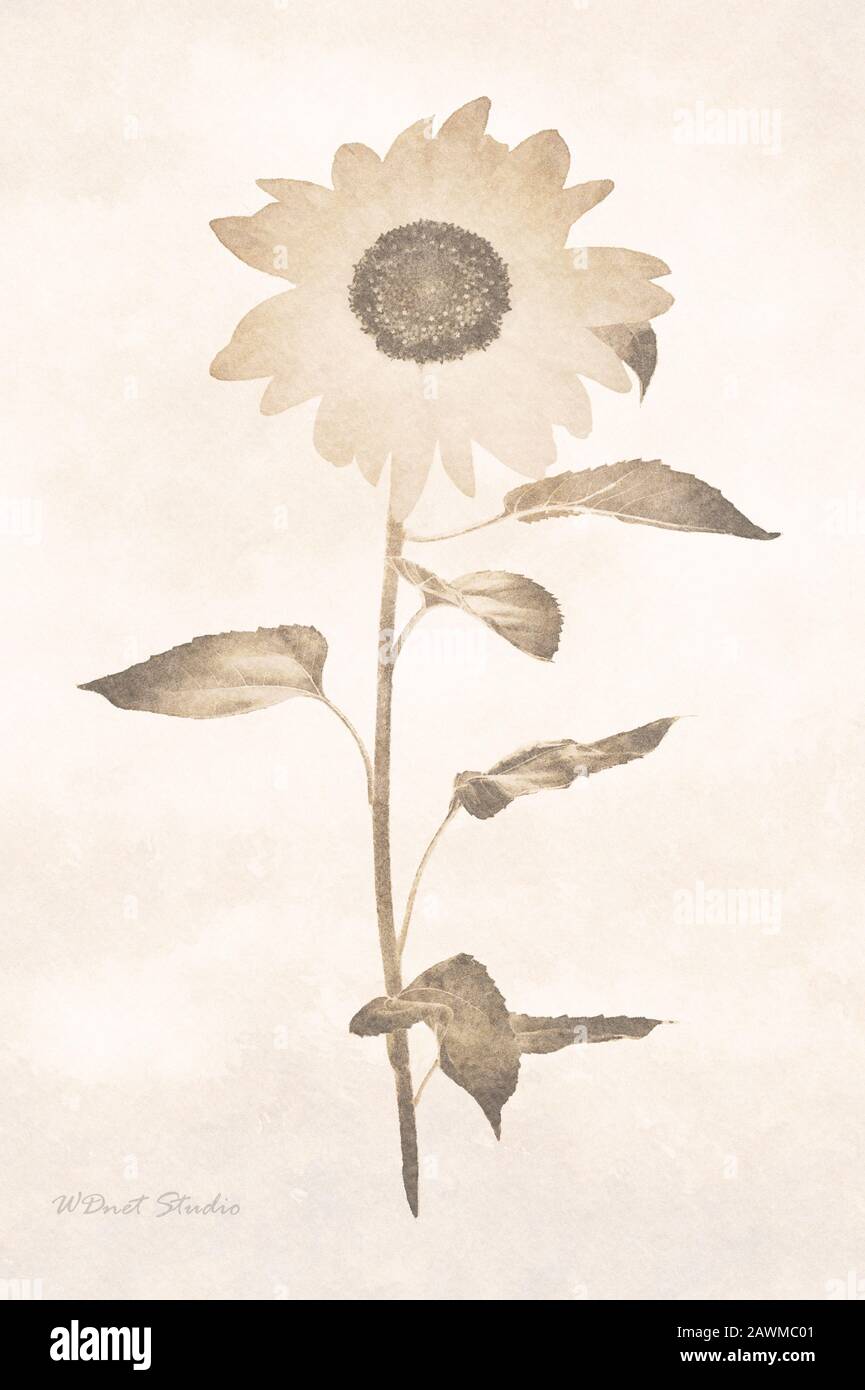 Toile de peinture d'art numérique - image sépia de tournesol sur un fond vintage. Banque D'Images