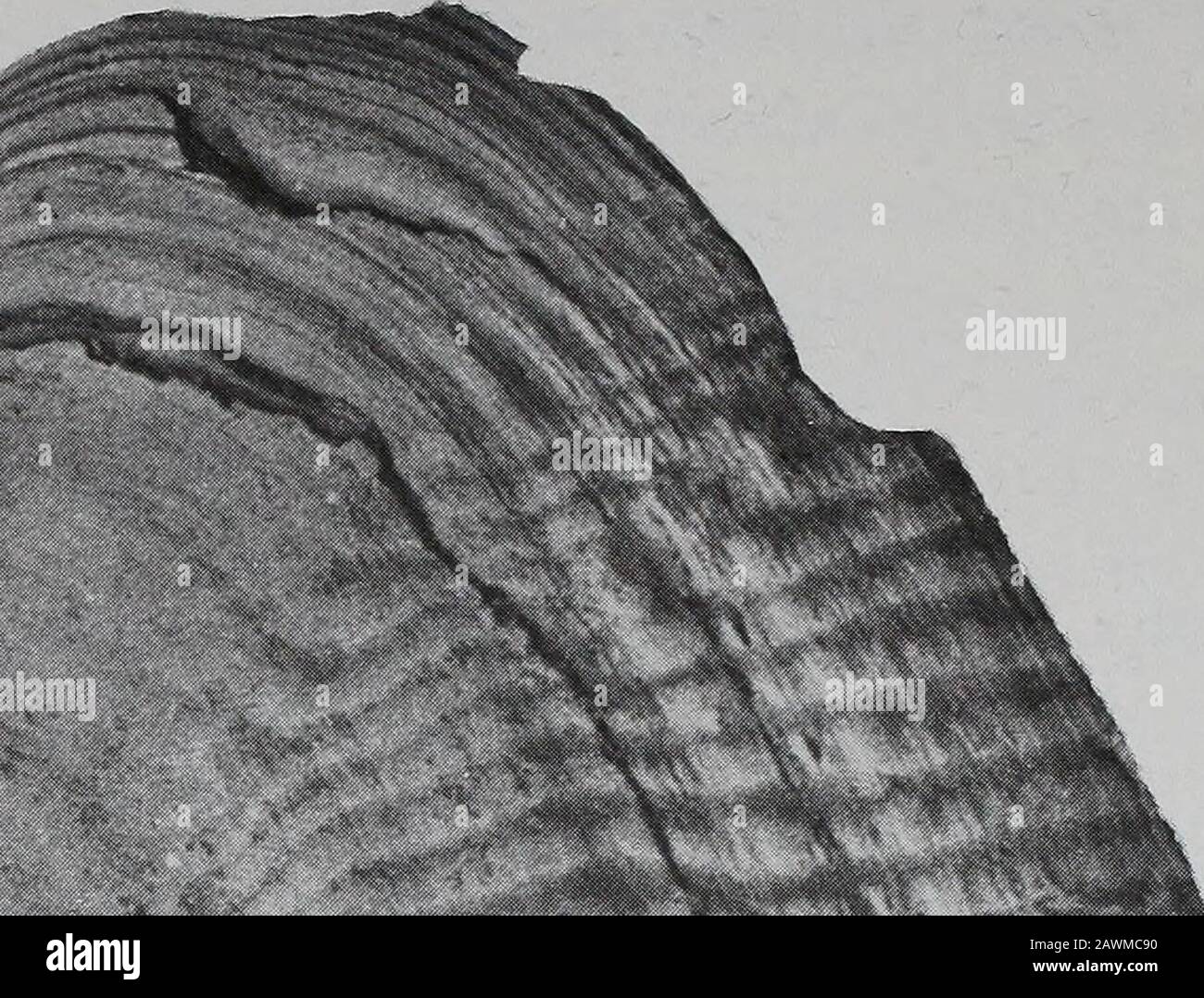 Annales du MuseumAnnale van die Suid-Afrikaanse Museum . sans formation de nœuds discrets. Flanc antérieur fortement oblique, éloigné. Megatrigonia conocardiiformis (Krauss, 1843)Figs 14, 15 A-C, 16 Lyriodon conocardiiformis Krauss, 1843 : 130. Lyrodon conocardiiformis Krauss, 1850 : 454, pi. 49 (fig. la-d). Trigonia Conocardiiformis (Krauss) Lycett, 1879 : 210, 211, 230. Paulcke, 1903 : 309. Kitchin.1908: 119, pi. 7 (fig. 2-4). Lambert, 1944 : 392. Stoyanow, 1949 : 80. Reyes, 1970: 9. Non Trigonia aff. Conocardiiformis (Krauss) Burckhardt, 1903: 72, pi. 13 (Fig. 1-2) (= Anditri-Go Banque D'Images