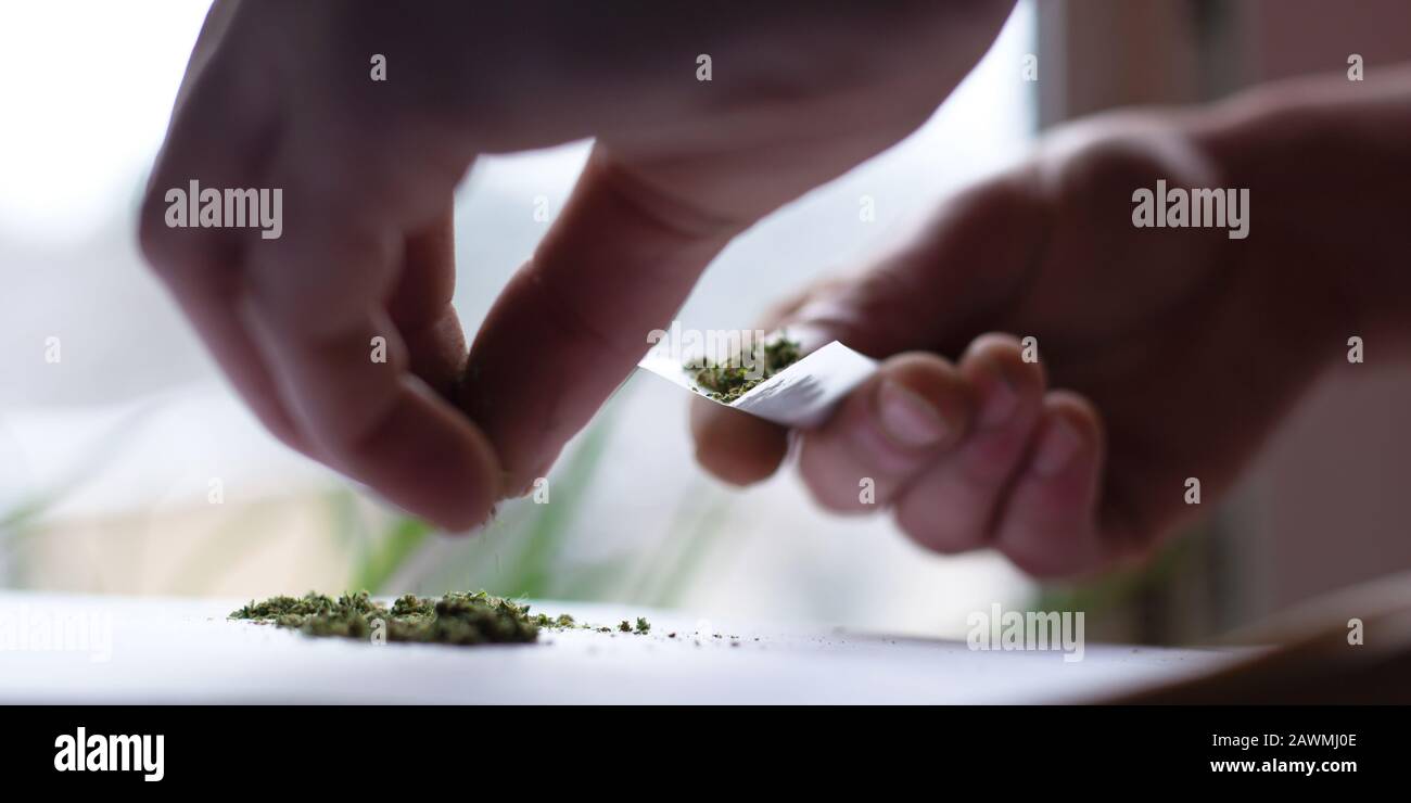 faire un rouleau de l'herbe de cannabis. le rouleau de chanvre se ferme. Banque D'Images