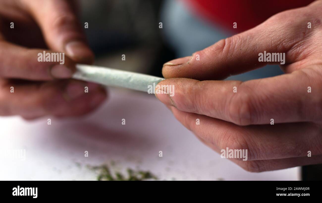faire un rouleau de l'herbe de cannabis. le rouleau de chanvre se ferme. Banque D'Images