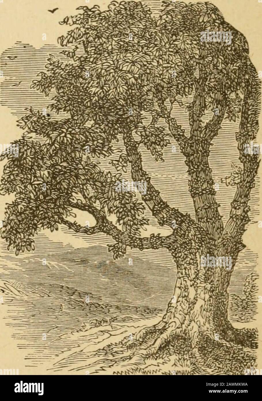 Le commentaire des gens sur l'Évangile selon LukeContaning la version commune, 1611, et la version révisée, 1881 lecture et rendus américains . tZacchseus, petite en stature, pourrait le notvoir, bien que pas trop petit pour le voir Jesusto. D'autres personnes comme remarkableas Zacchffius étaient peu en stature, asPlaton, Paul, et le poète anglais po{)e.la foule cachent souvent Clniste du thesoul. 4. Monté dans un sycomore arbre] Après s'être enfilé dans le front ofor avant la foule, il monta dans un sycomore, ou figuier égyptien, le tosee. L'arbre n'est pas le même asthe sycamine ou mûrier en 17 : 6, Banque D'Images