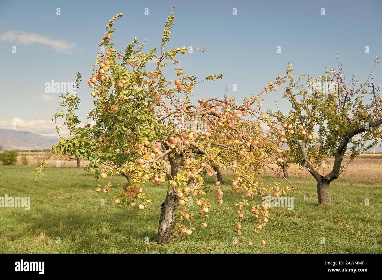 Récolte d'Apple. Pommiers. Des arbres fruitiers poussent dans le jardin d'Apple. L'été ou automne apple. La saison des récoltes. Le jardinage et l'agriculture. Régime naturel. L'agriculture biologique. Banque D'Images