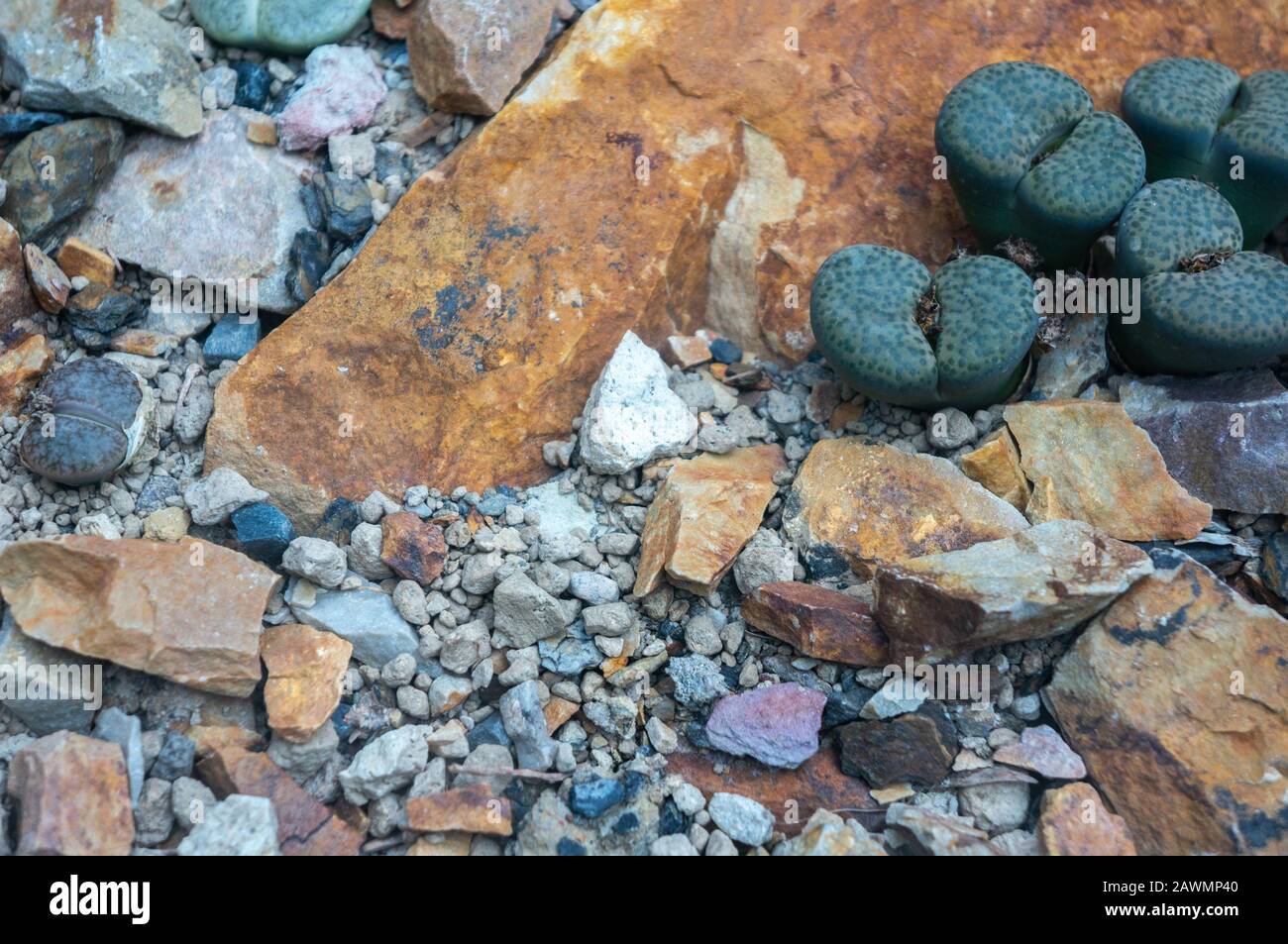 Toile de fond déserte de gravier coloré et de roches avec des cactus 'lithops fulviceps' vert foncé succulent dans le coin supérieur. Prise de vue en lumière naturelle. Banque D'Images