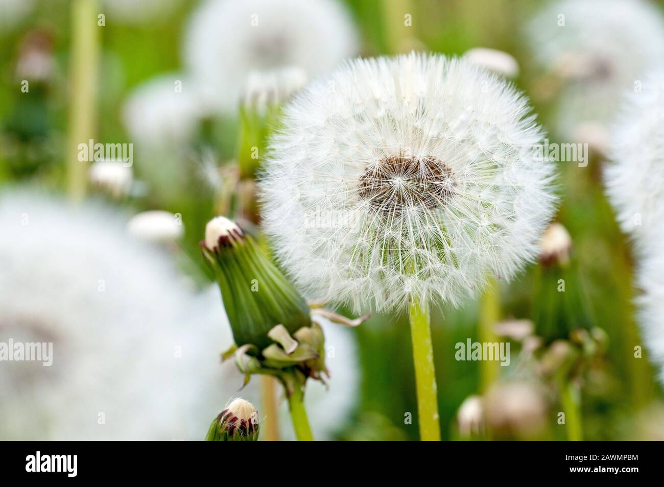 Pissenlit dans la graine (taraxacum officinale), gros plan d'une tête de graine avec une autre encore à ouvrir. Banque D'Images