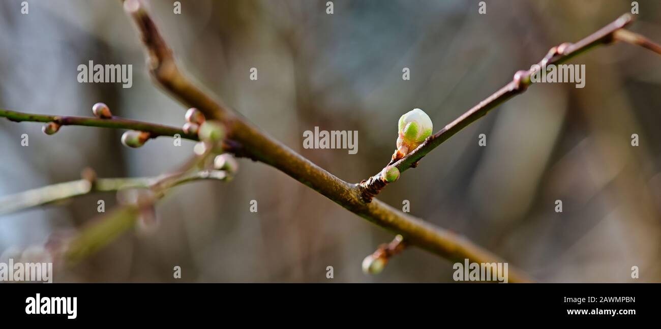 Les premières pousses d'un arbre de prune, qui peut déjà être découvert en Allemagne en hiver en raison des températures plus élevées du changement climatique. Banque D'Images