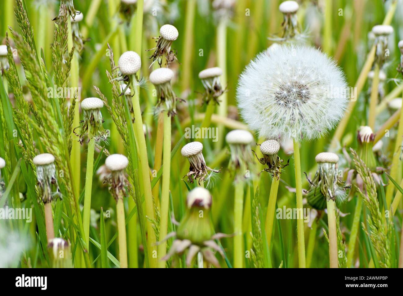 Pissenlit dans la graine (taraxacum officinale), gros plan d'une tête de graine parmi d'autres qui ont déjà eu leurs graines dispersées. Banque D'Images