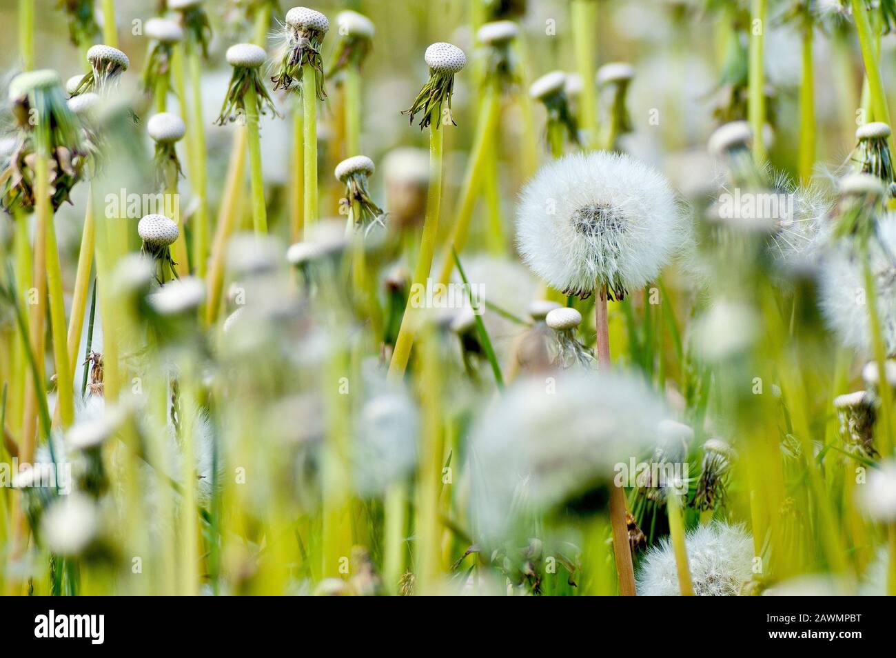Pissenlit dans la graine (taraxacum officinale), gros plan d'une tête de graine parmi d'autres qui ont déjà eu leurs graines dispersées. Banque D'Images