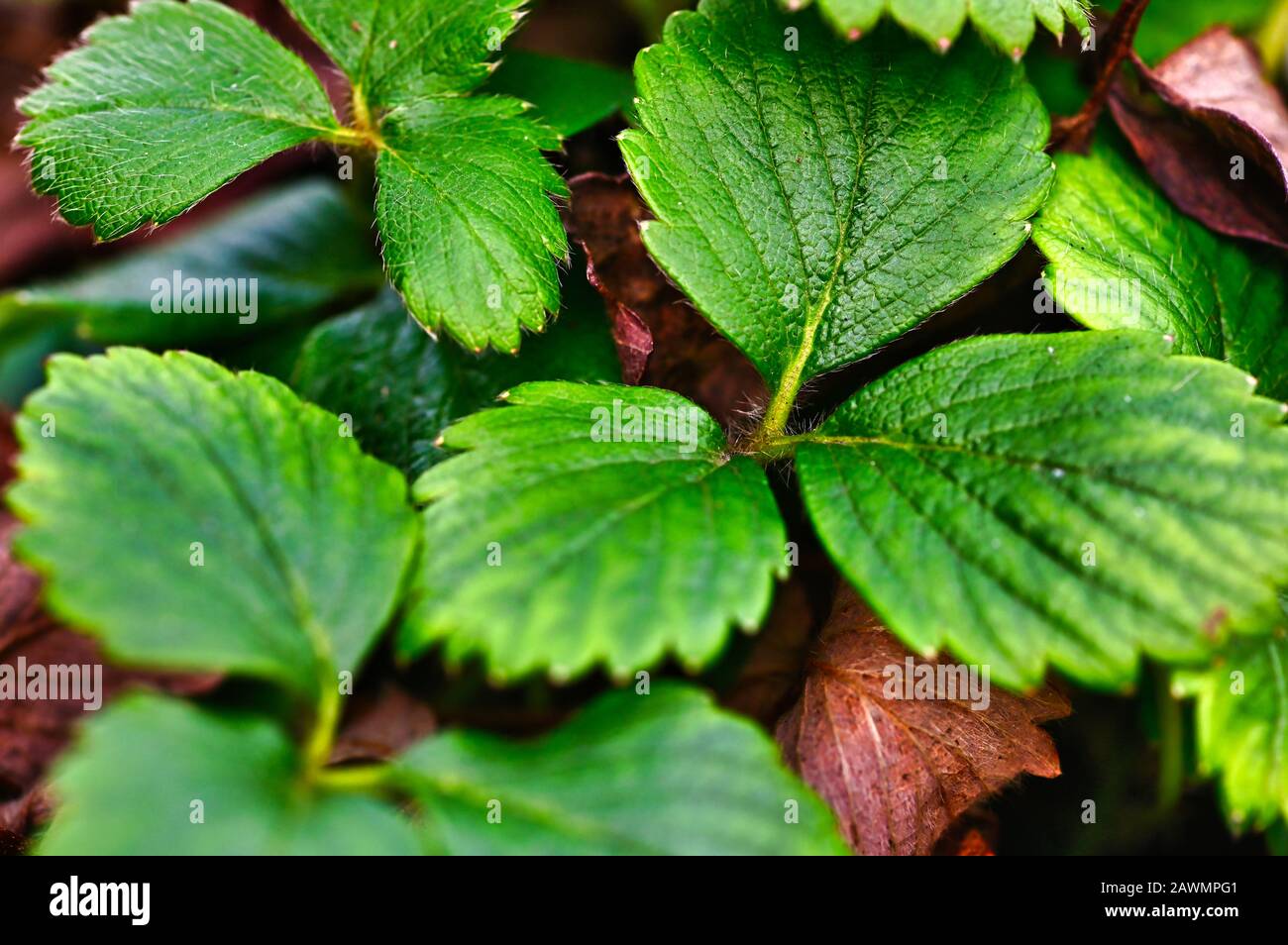 Les premières feuilles d'une plante de fraise (Fragaria), qui peut déjà être découverte en Allemagne en hiver en raison des températures plus élevées du chan climatique Banque D'Images
