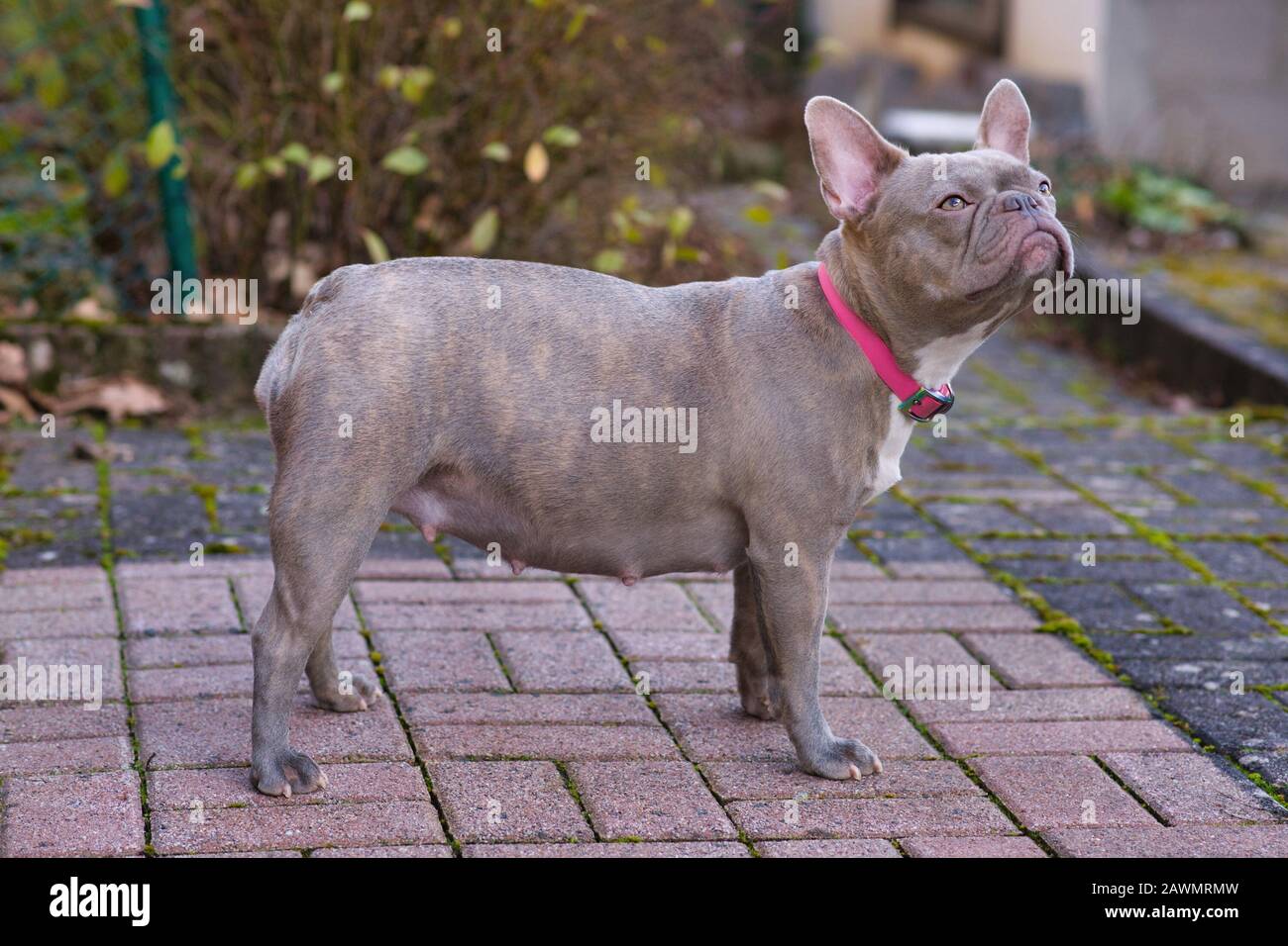 Le chien de Bouledog français est enceinte pendant 8 semaines avec un gros ventre Banque D'Images