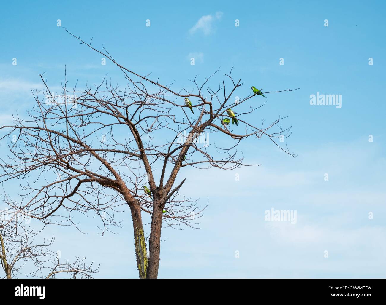 perroquets verts dans l'arbre de soie fil Banque D'Images