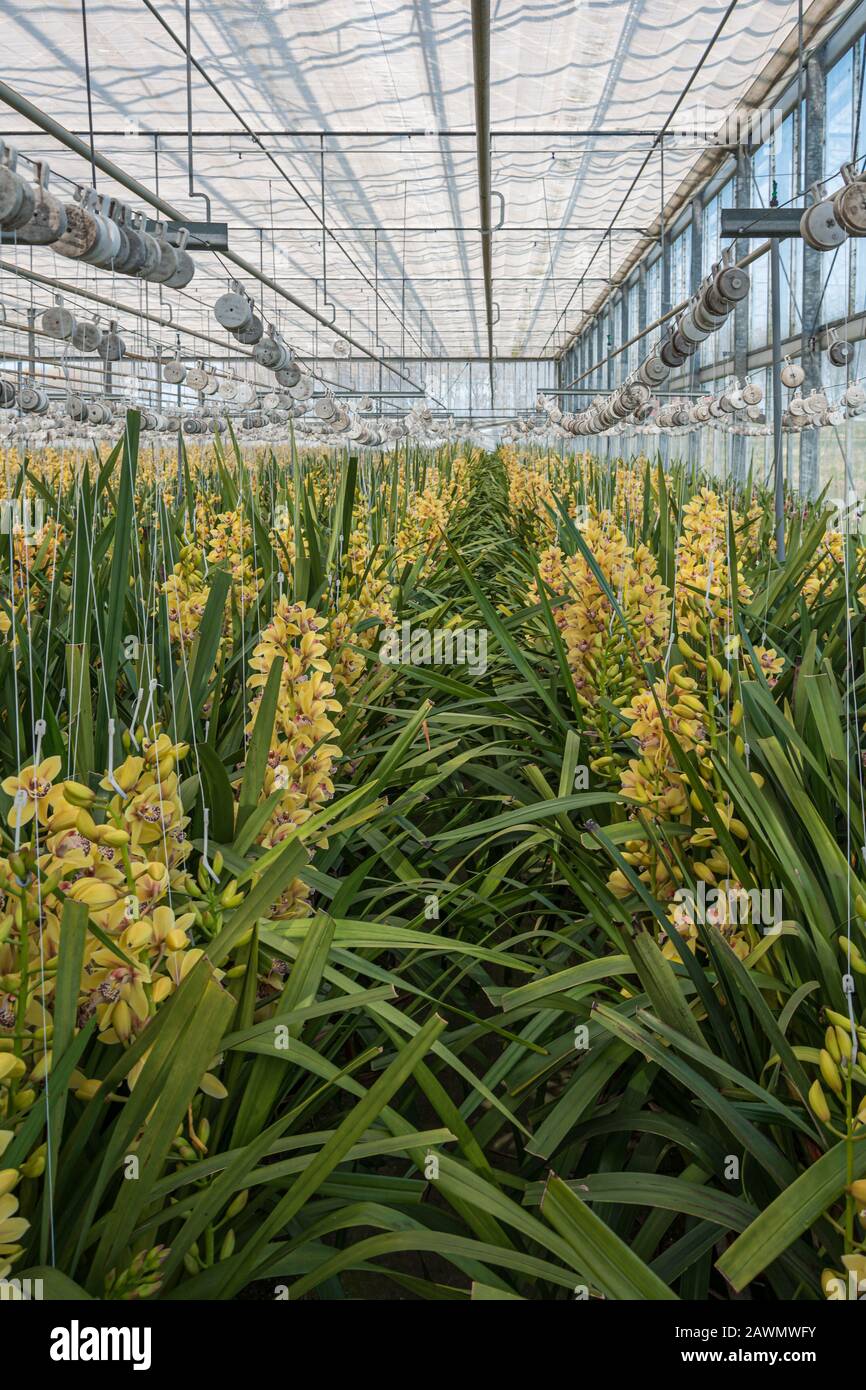 La croissance des orchidées jaunes dans une serre énorme aux Pays-Bas Banque D'Images
