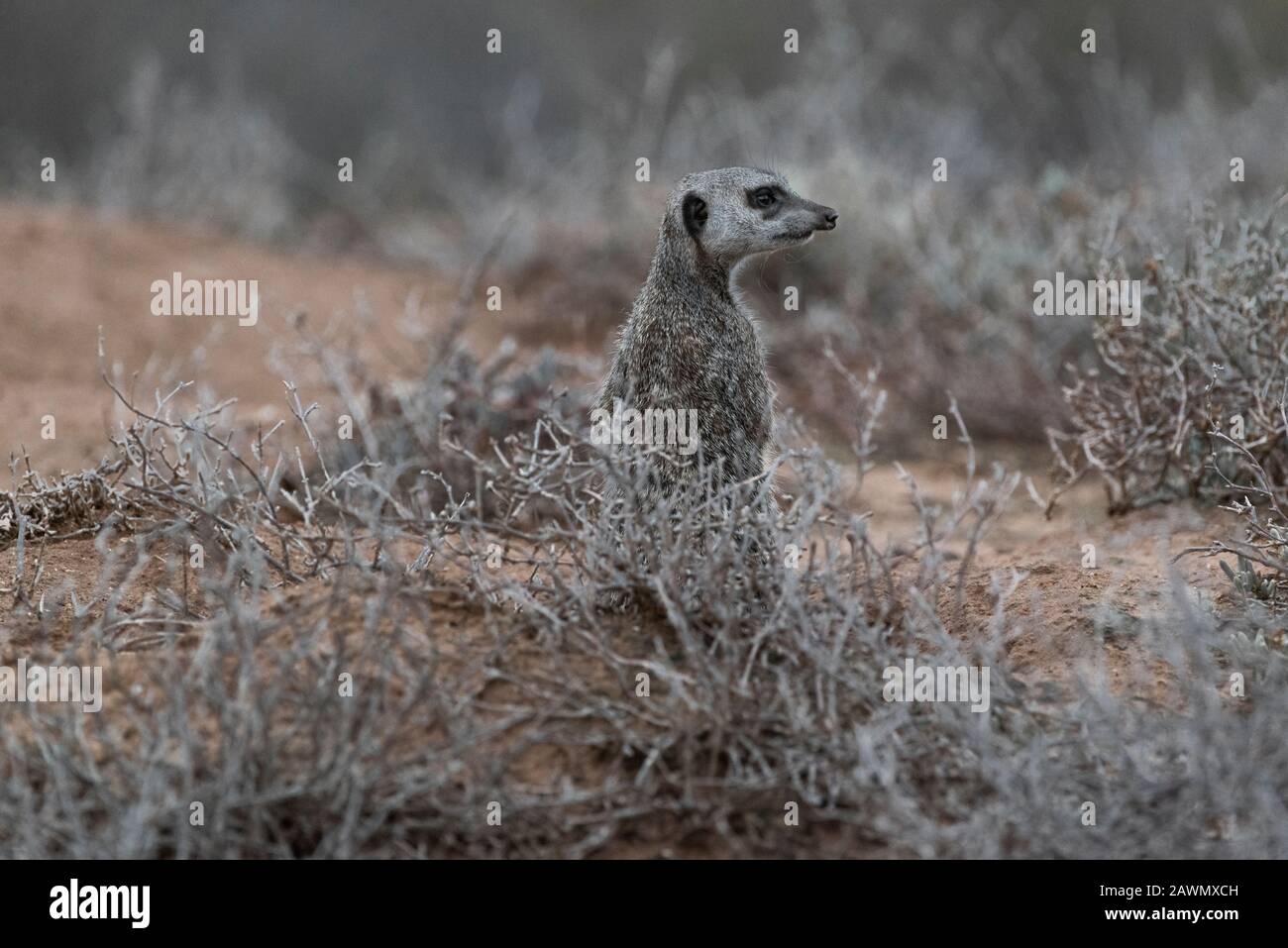 Meerkat debout à l'aube un matin froid décidant si la foule devrait être autorisée à partir des terriers. Oudtshoorn, Little Karoo, Afrique Du Sud Banque D'Images