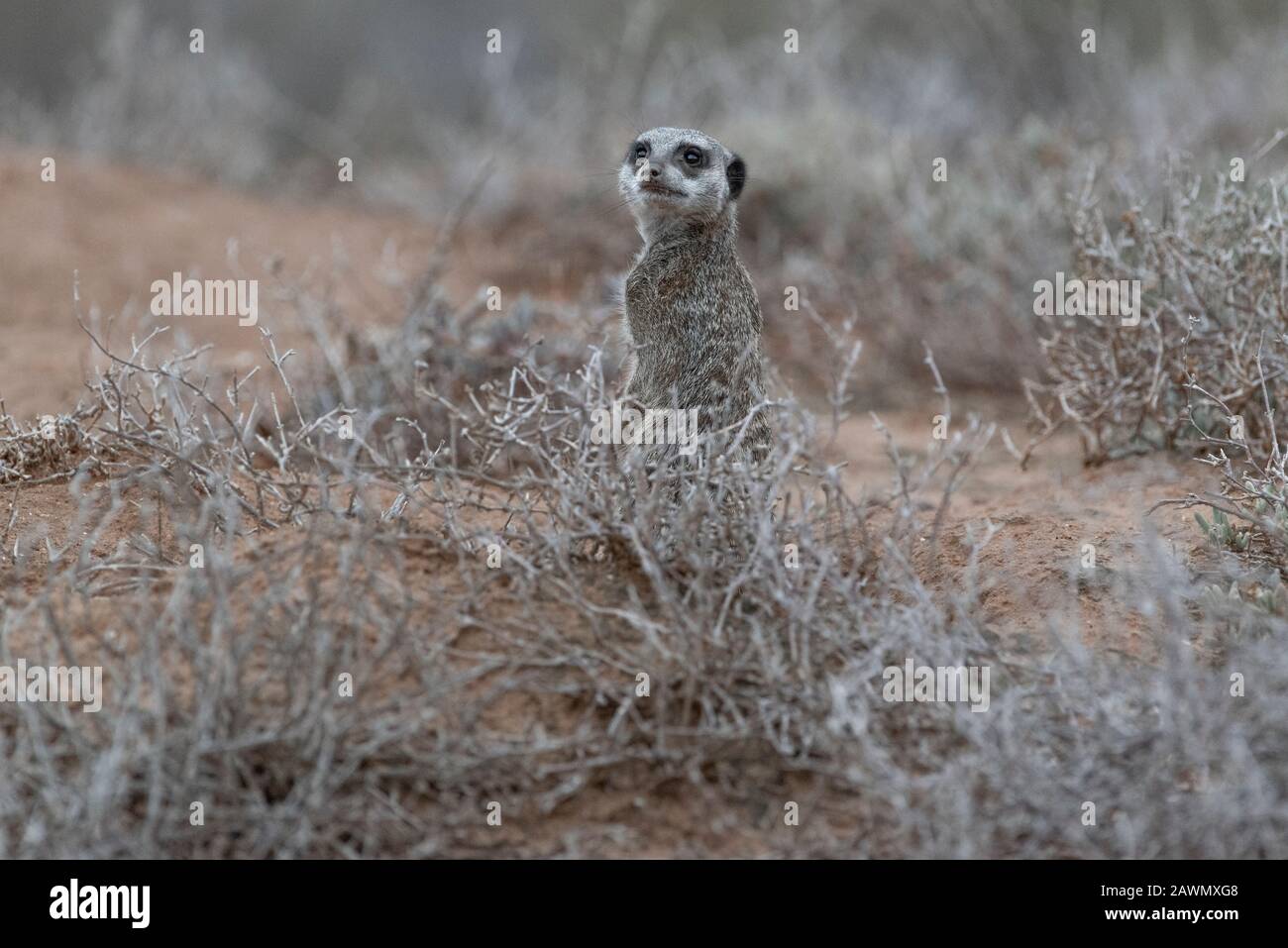 Meerkat debout à l'aube un matin froid décidant si la foule devrait être autorisée à partir des terriers. Oudtshoorn, Little Karoo, Afrique Du Sud Banque D'Images