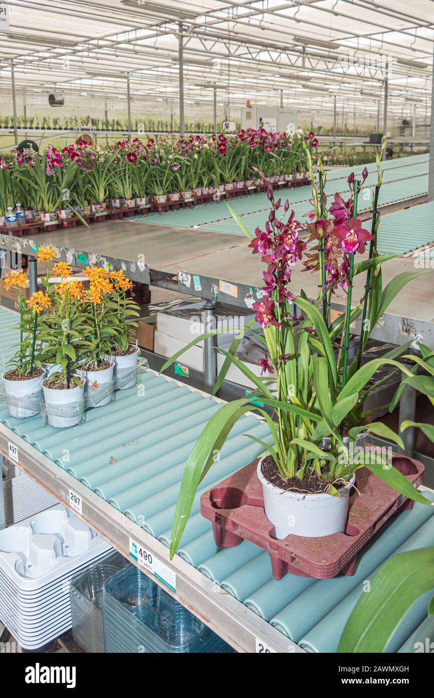 Branche florissante d'orchidées dans une serre emballée et prête pour le transport quelque part aux Pays-Bas Banque D'Images