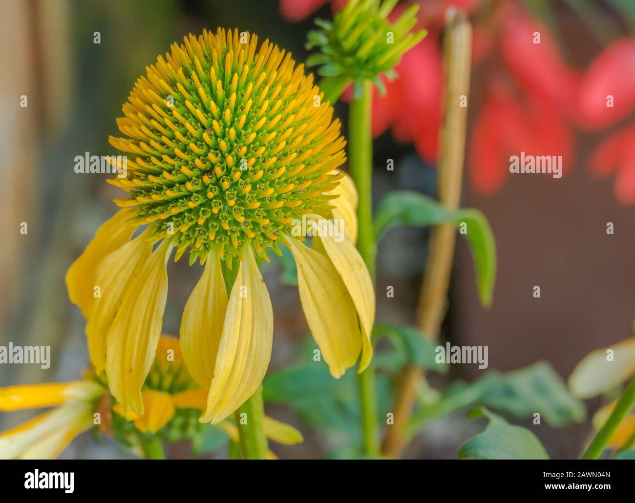 vue rapprochée de la fleur échinacée jaune citron Banque D'Images