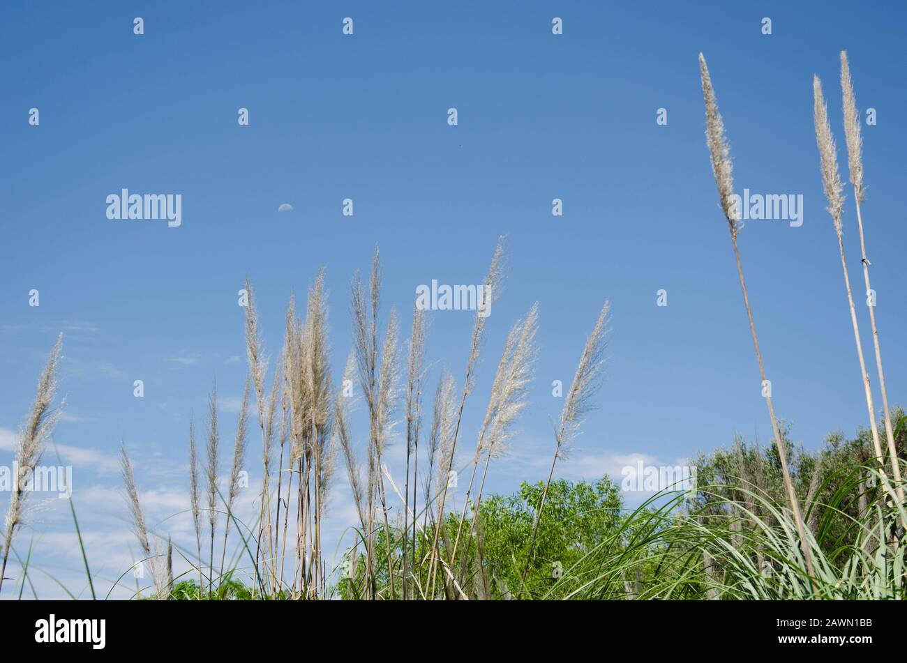 Paysage de la Réserve écologique de Costanera sur : arbustes, herbe de pamppas, cortaderia selloana, et un ciel bleu intense avec la lune Banque D'Images