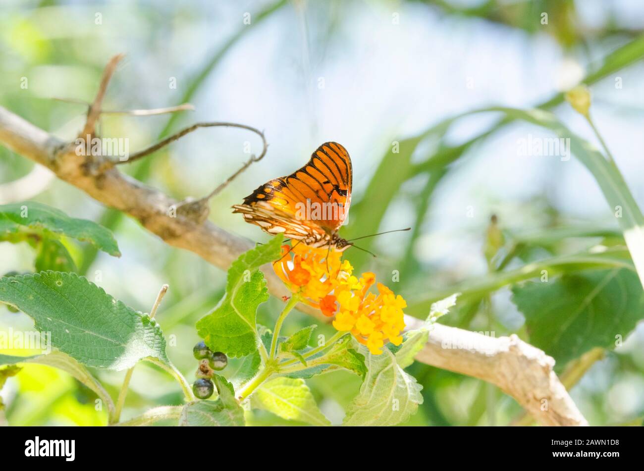 Dione moneta papillon sur lantana camara orange fleur jaune, dans la réserve écologique de Costanera sur, à Buenos Aires, Argentine Banque D'Images