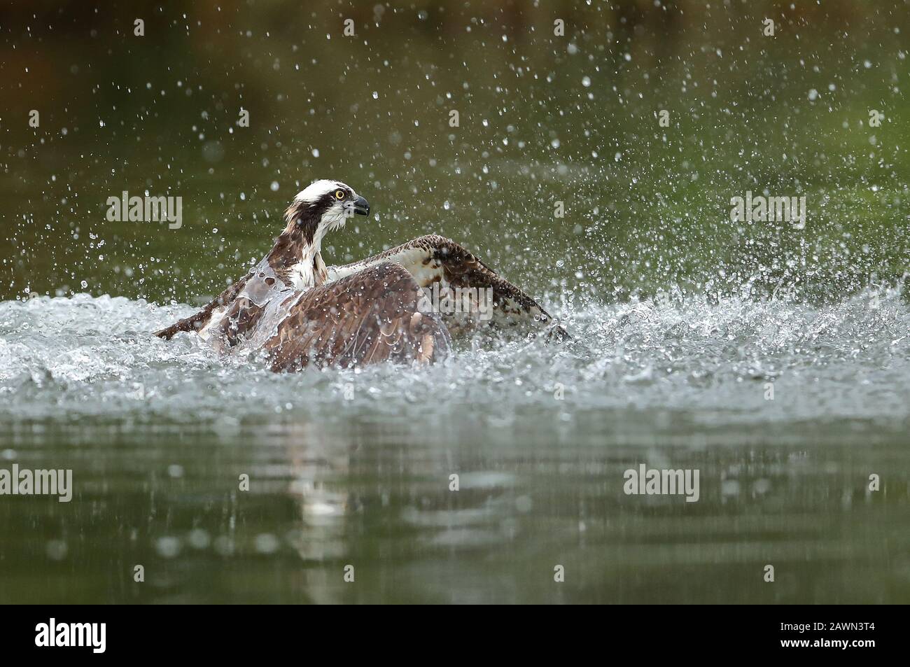 Pêche à Osprey pour adultes Banque D'Images