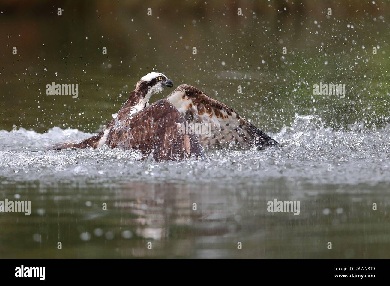 Pêche à Osprey pour adultes Banque D'Images