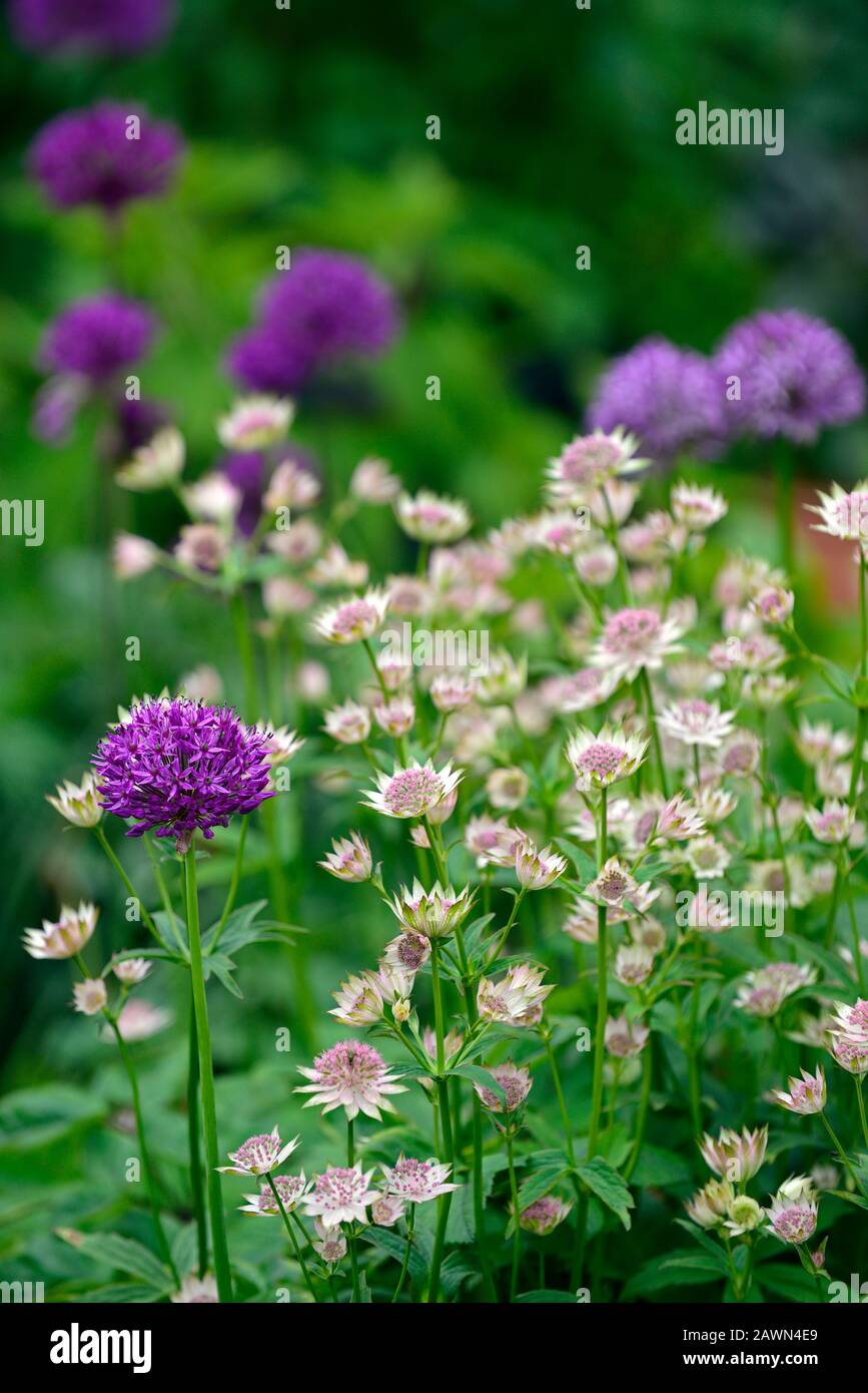 Allium Purple sensation,astrantia bo ann,mix,mixte,oignons ornement,oignon ornement,fleurs violettes roses,lit,bordure,vivaces,perennaux,RM Floral Banque D'Images