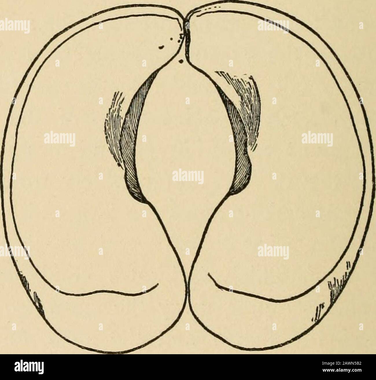 Le boeuf musqué, le bison, le mouton et la chèvre . du mouton; alors que ses ossements de canon courts et larges sont des likethones du boeuf, et diffèrent largement de la brebis ou de la chèvre d'eitherbrebis. Les sabots sont grands, avec des boucles et un peu concaves en dessous, comme thecaribou, qui facilite l'escalade des rockyridges et le raclage de la neige de la nourriture de theironly, le lichen et la mousse, pour quelque chose que ce soit leurs cornes sont également admirablement adaptés.M. Rhodes a avancé la théorie de la théexistence d'une transition entre le musc-oxet le bison, mais la structure des molardentures et de la queue rudimentaire convainquent les profits-dors R. Ly Banque D'Images
