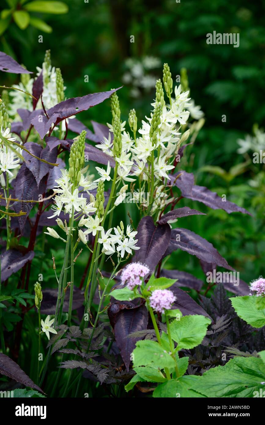 Camassia leichtlinii alba,Persicaria Microcephala Red Dragon,fleurs blanches,feuillage pourpre,feuilles,mélange,mixte,lit,bordure,vivaces,RM Floral Banque D'Images