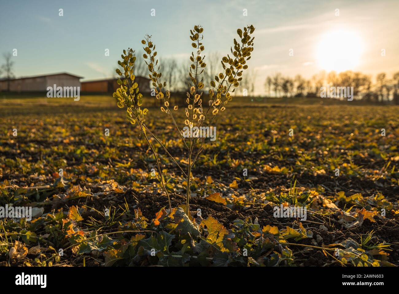 Gros plan de la pennycresson de champ de mauvaises herbes 'Thlaspi arvense' sur un champ vide à la fin de l'automne, un jour ensoleillé. Banque D'Images