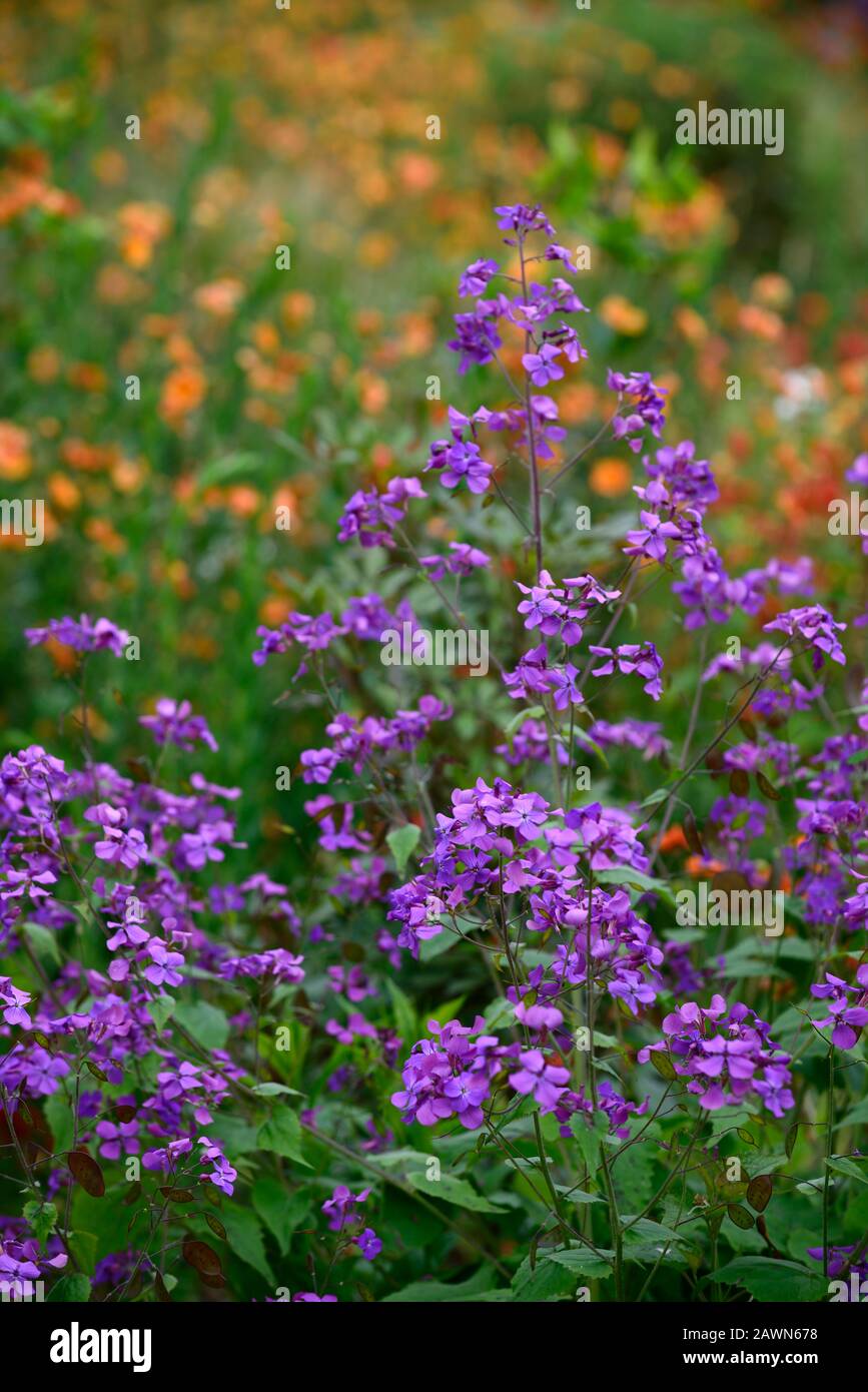 Hesperis matronalis,fleurs violettes,fleurs,fleurs,jardin de printemps,fleurs,RM Floral Banque D'Images