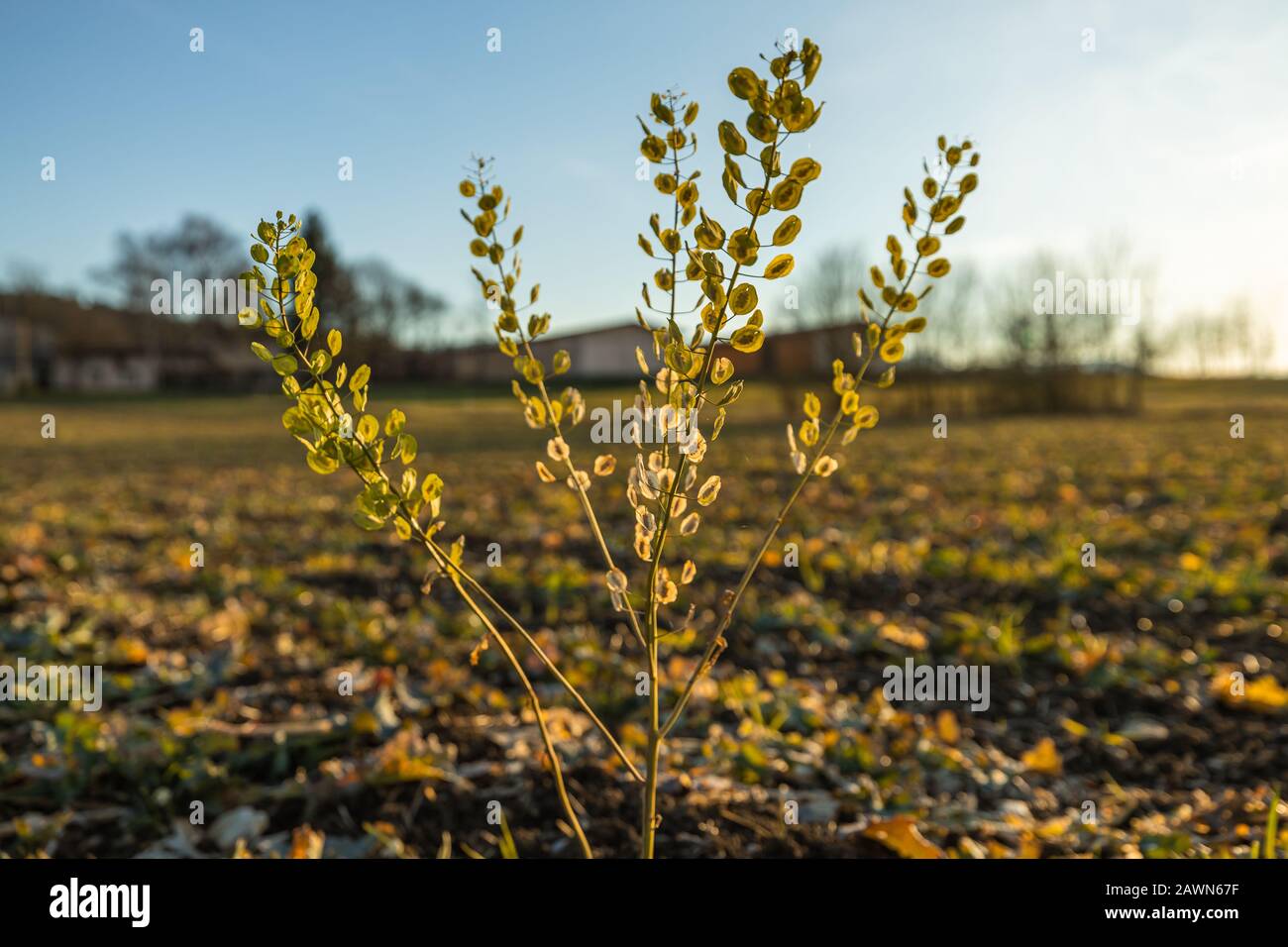 Gros plan de la pennycresson de champ de mauvaises herbes 'Thlaspi arvense' sur un champ vide à la fin de l'automne, un jour ensoleillé. Banque D'Images