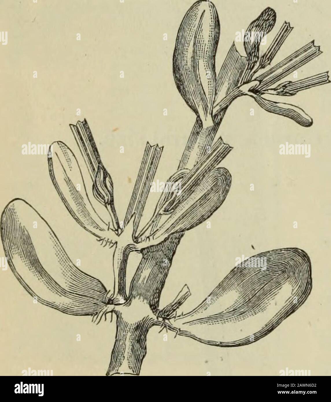 Journal américain de pharmacie . ps sont court-cheveux, les plus vieux presque lisse, parcelyhairy près de la base et légèrement ciliate.Les branches se terminent avec une fleur, qui a souvent deux écoulement latéral sur des branchlets courts, et un In-volucre formé des deux derniers paires de feuilles. Le calice est tubulaire, angulaire, à quatre côtes et à quatre dents ; les pétales sont de couleur rouge pâle, taillés, petits. L'herbe sèche est grise-verte, inodorante, d'un goût salin, en raison d'une inrouille du sel; après le lavage il est insipide.—Phar. Centralhalle, 1882, No 30. Ardostaphylos glauva, Lind., Manzanita.—Les feuilles Banque D'Images