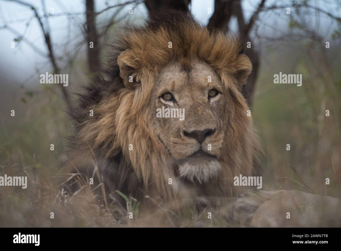 Gros plan d'un magnifique lion masculin avec un flou arrière-plan Banque D'Images