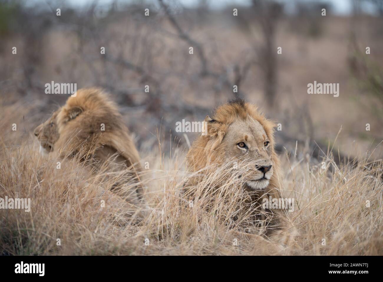 Lions mâles reposant sur la brousse avec un arrière-plan flou Banque D'Images